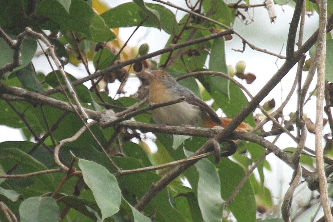 Chestnut-capped Flycatcher - ML289941821