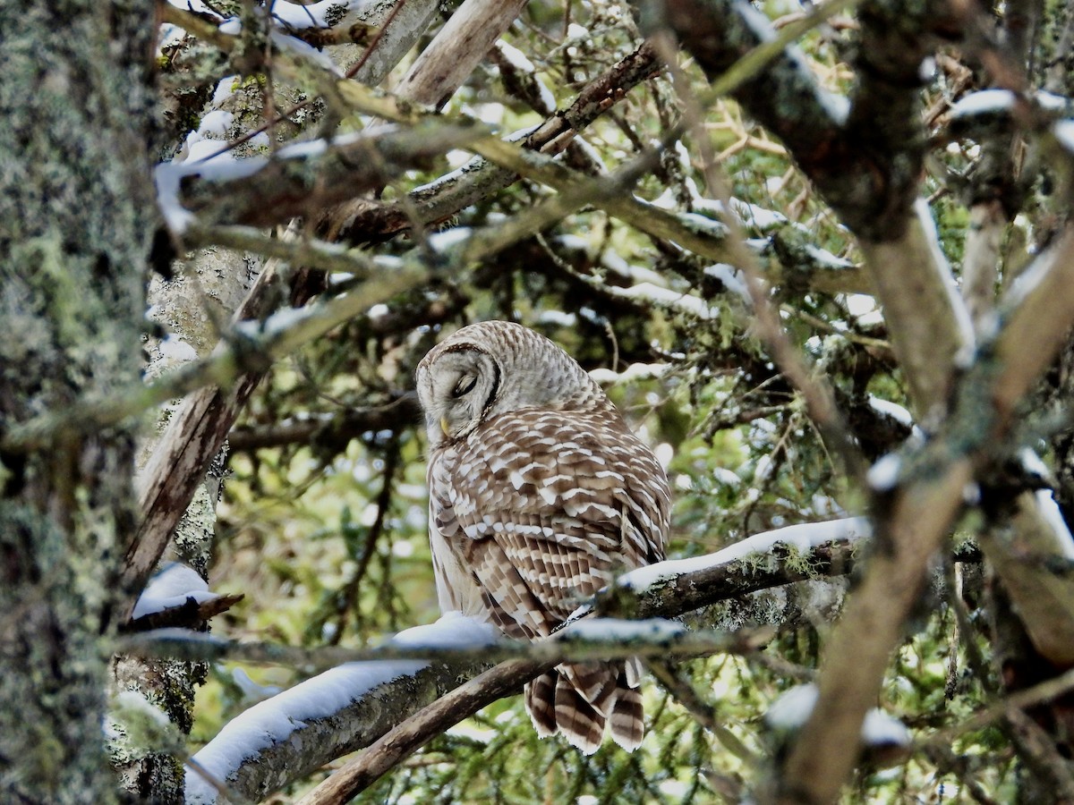 Barred Owl - ML289942081