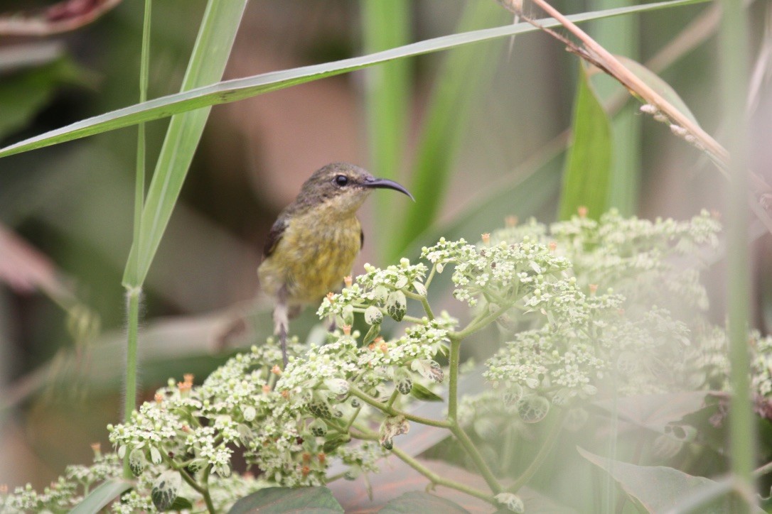 Olive Sunbird - Ryan Terrill