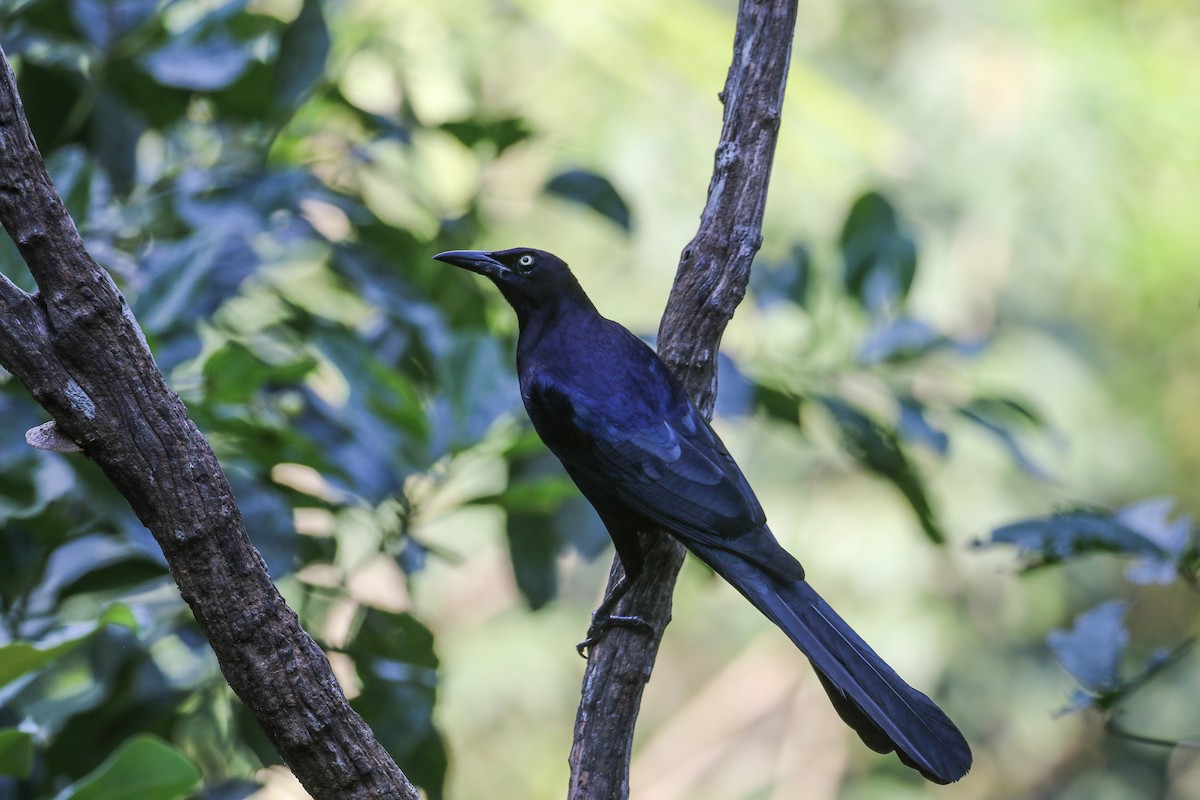 Great-tailed Grackle - ML289943291