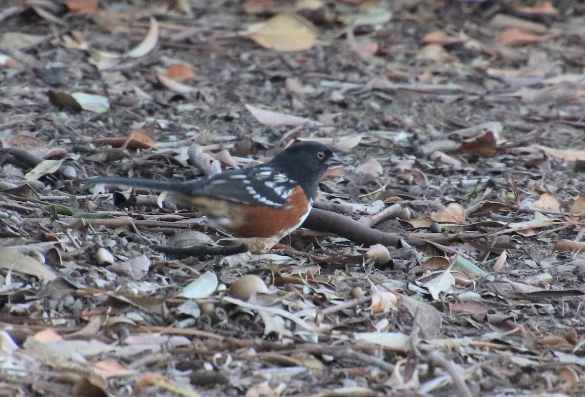 Spotted Towhee - ML289944341