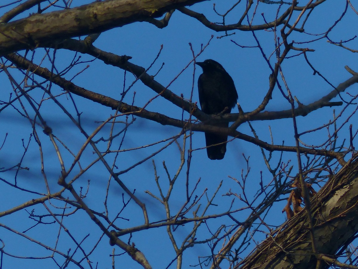 American Crow - ML289944431