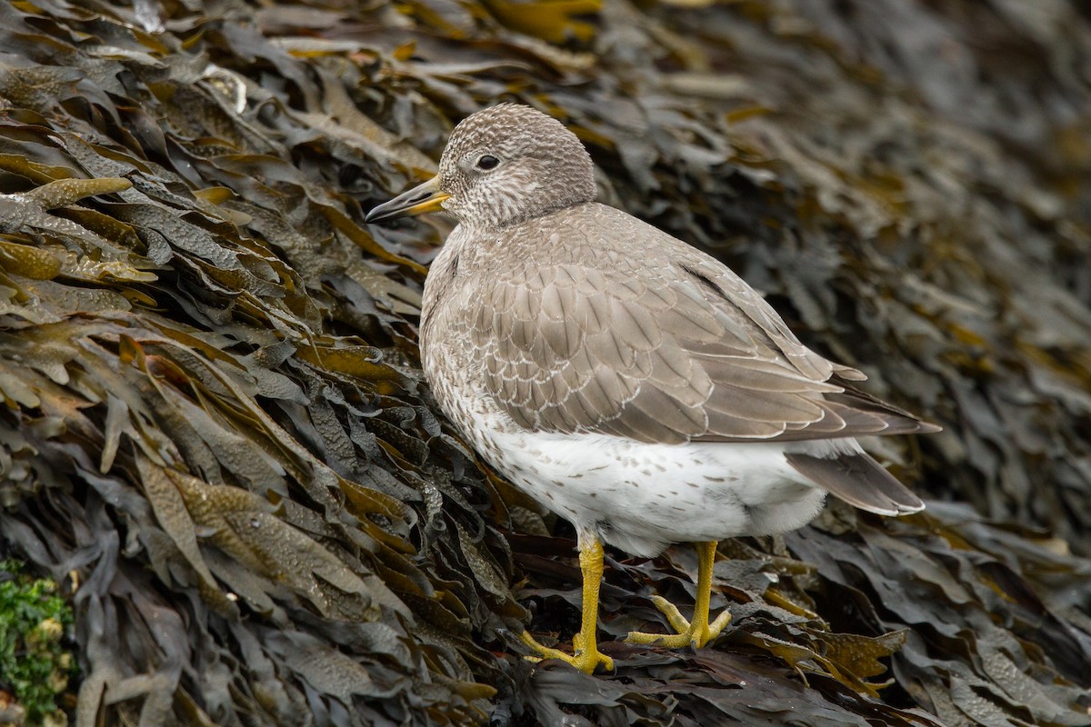 Surfbird - ML289946181