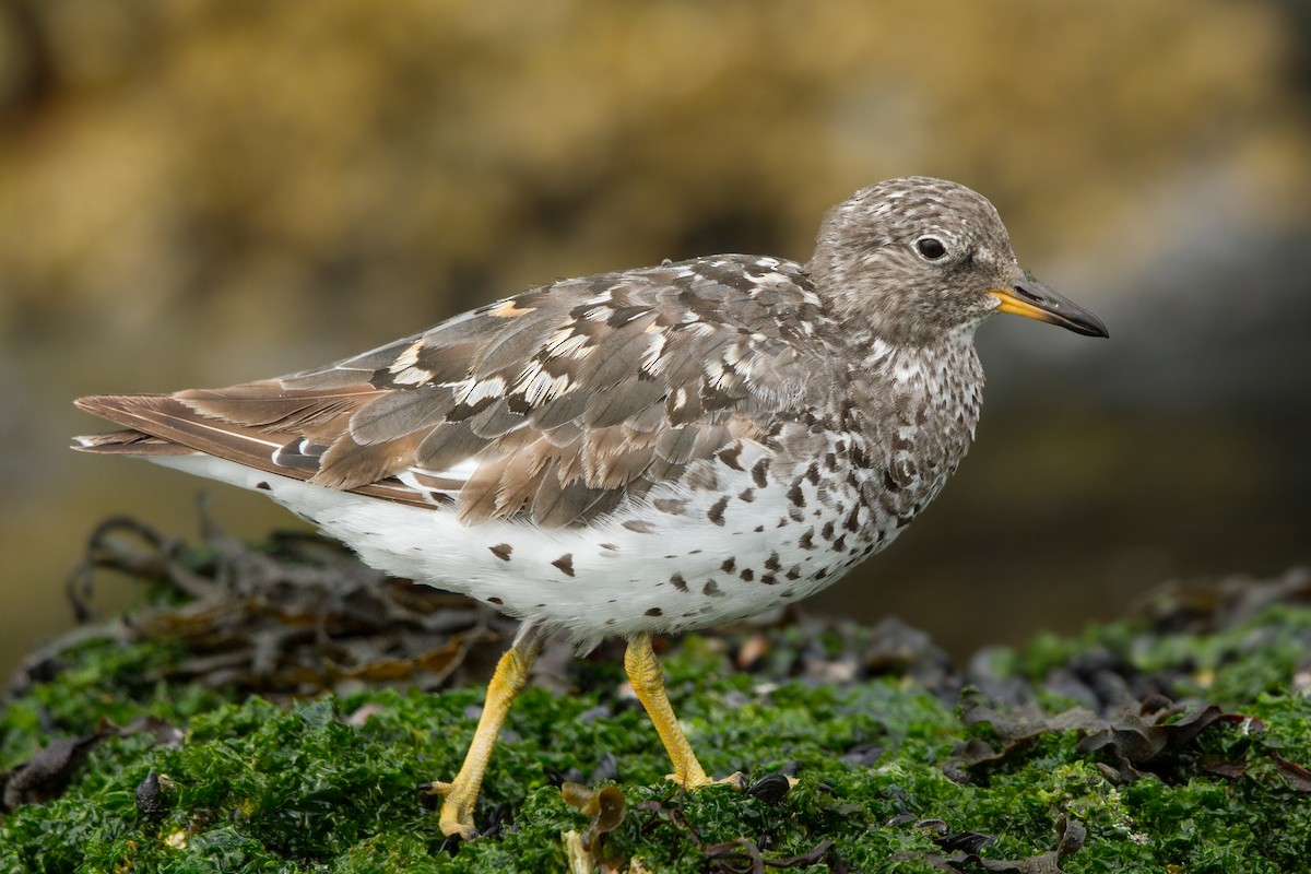 Surfbird - ML289946191