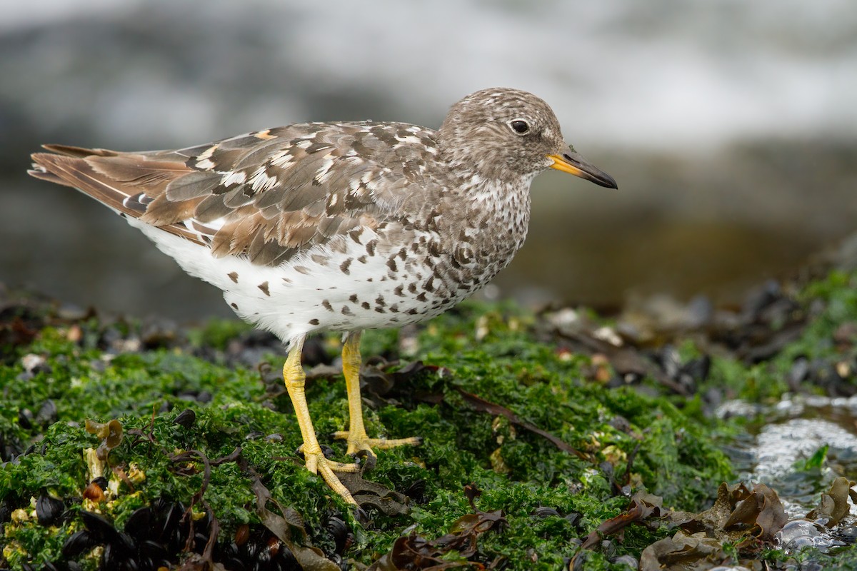 Surfbird - ML289946201