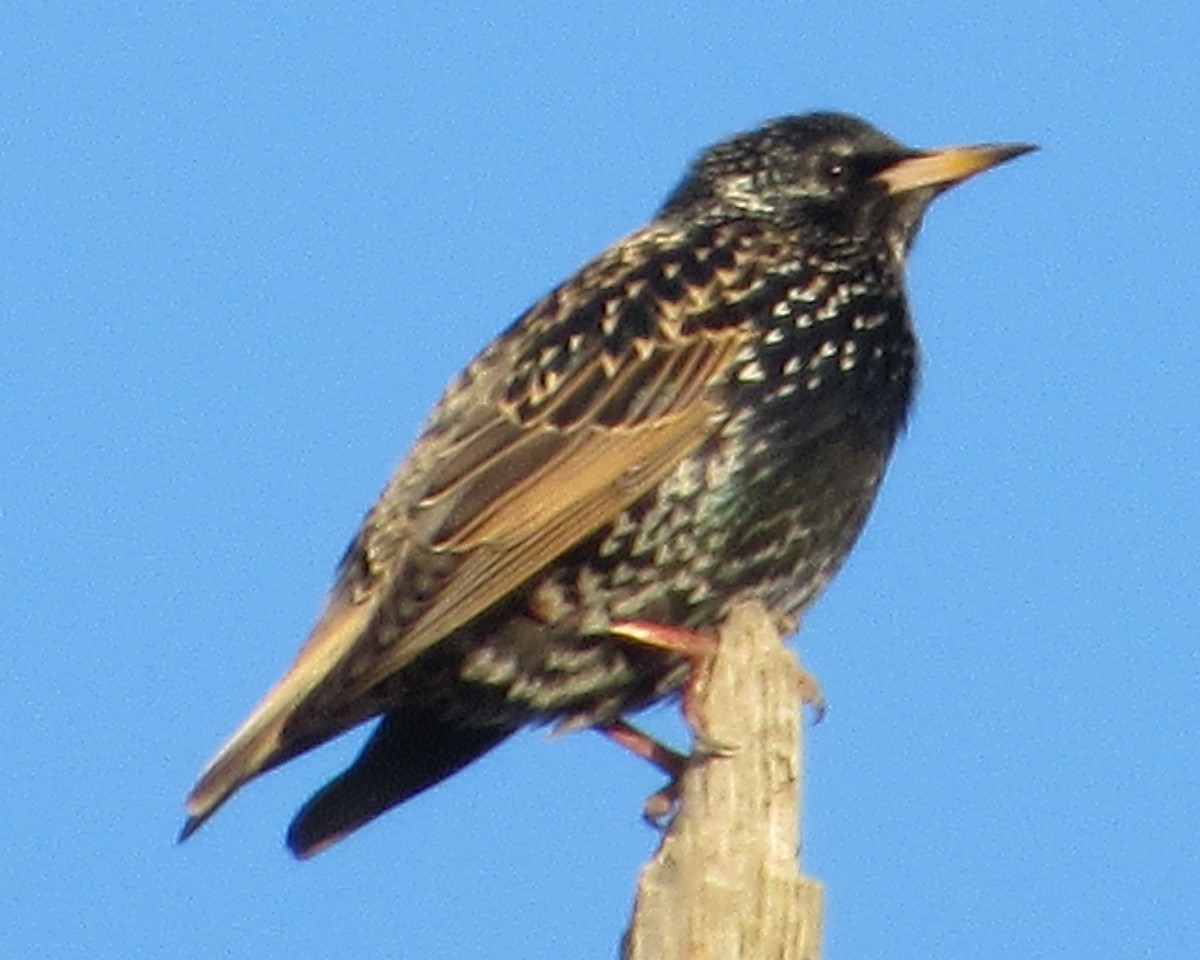 European Starling - ML289946331