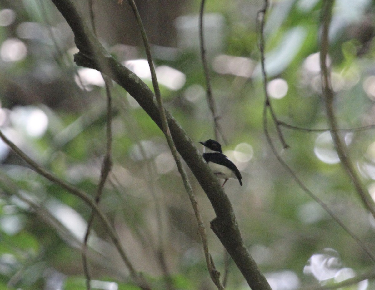 Chestnut Wattle-eye - ML289946941