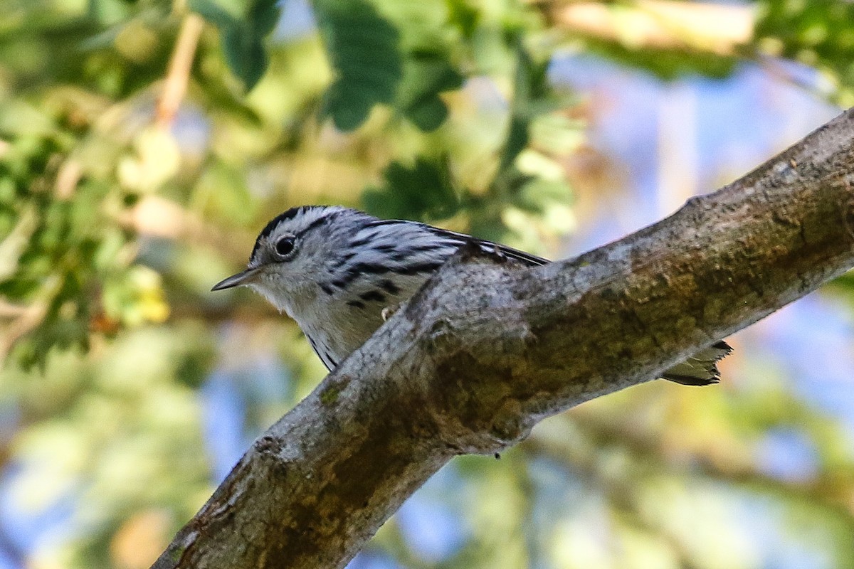 Black-and-white Warbler - ML289947221