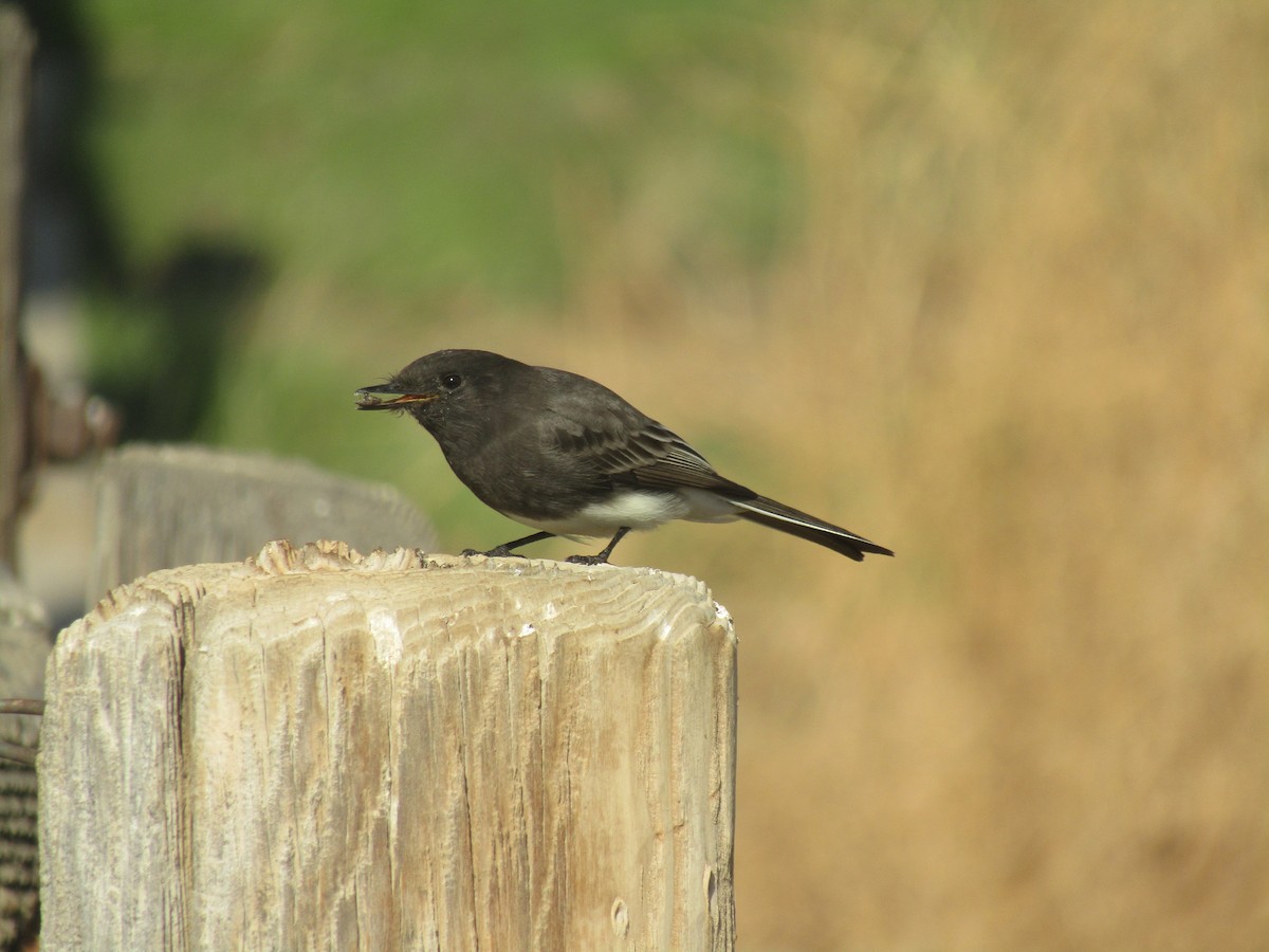 Black Phoebe - ML289947761