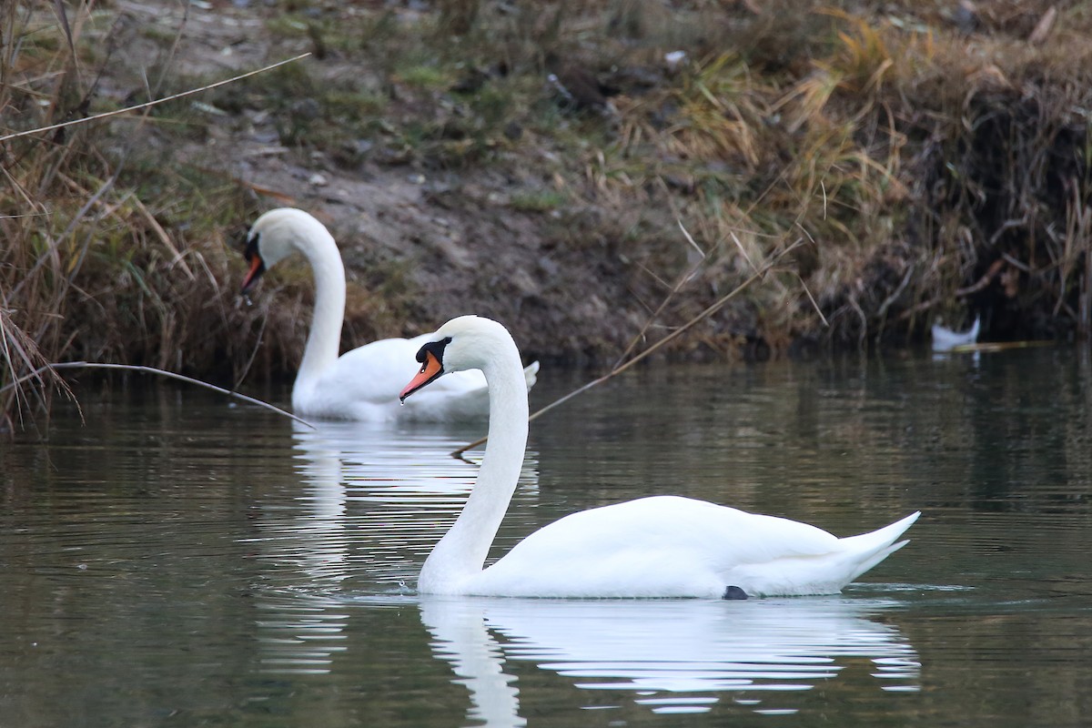 Mute Swan - ML289947771