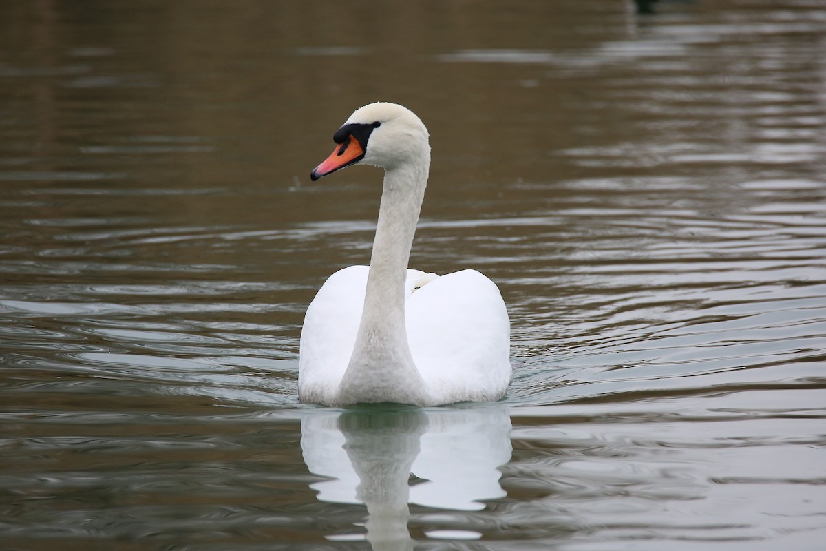 Mute Swan - ML289947871