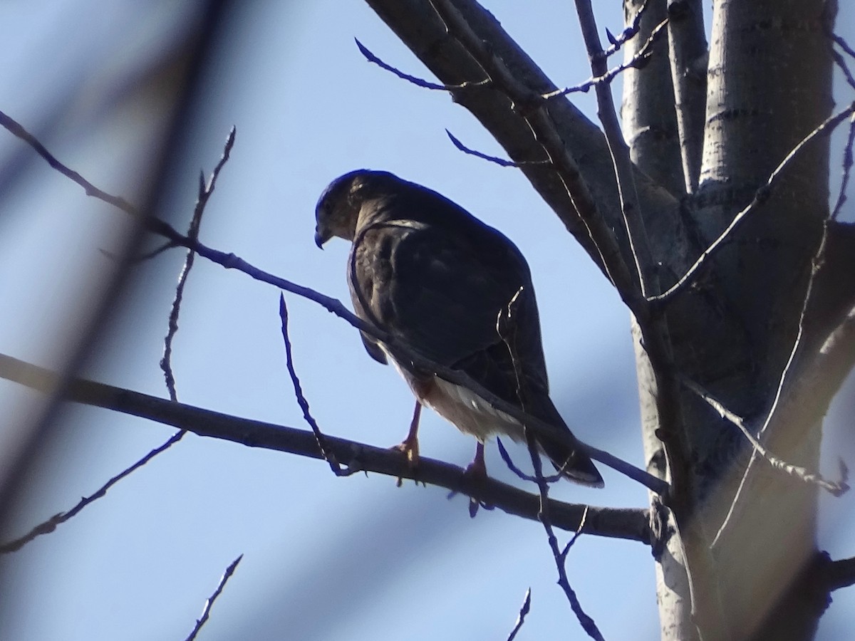 Cooper's Hawk - ML289948061