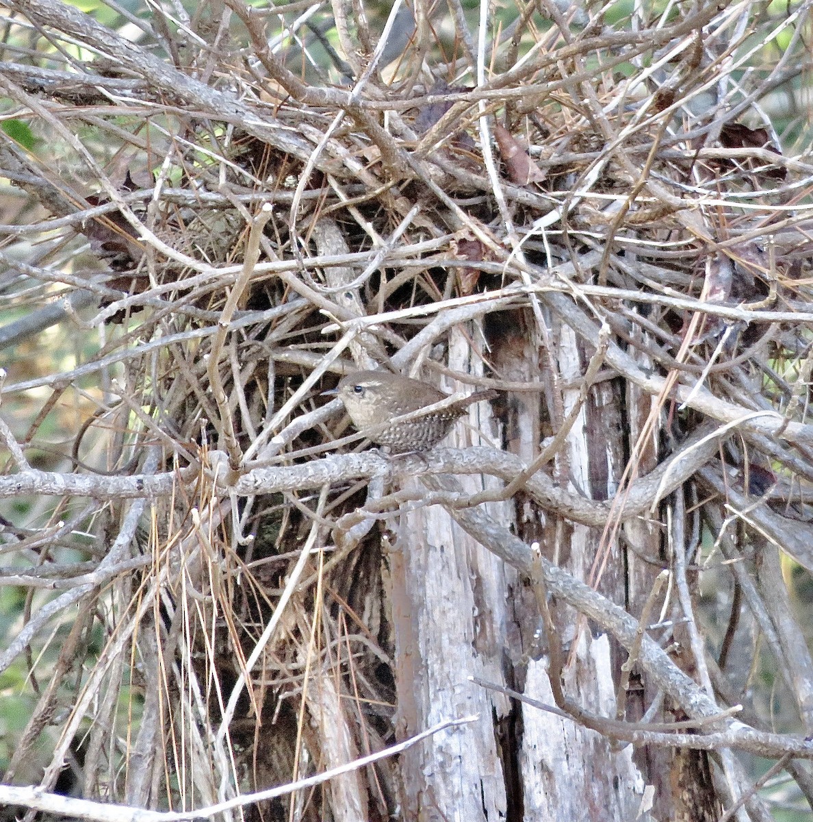 Winter Wren - ML289948081