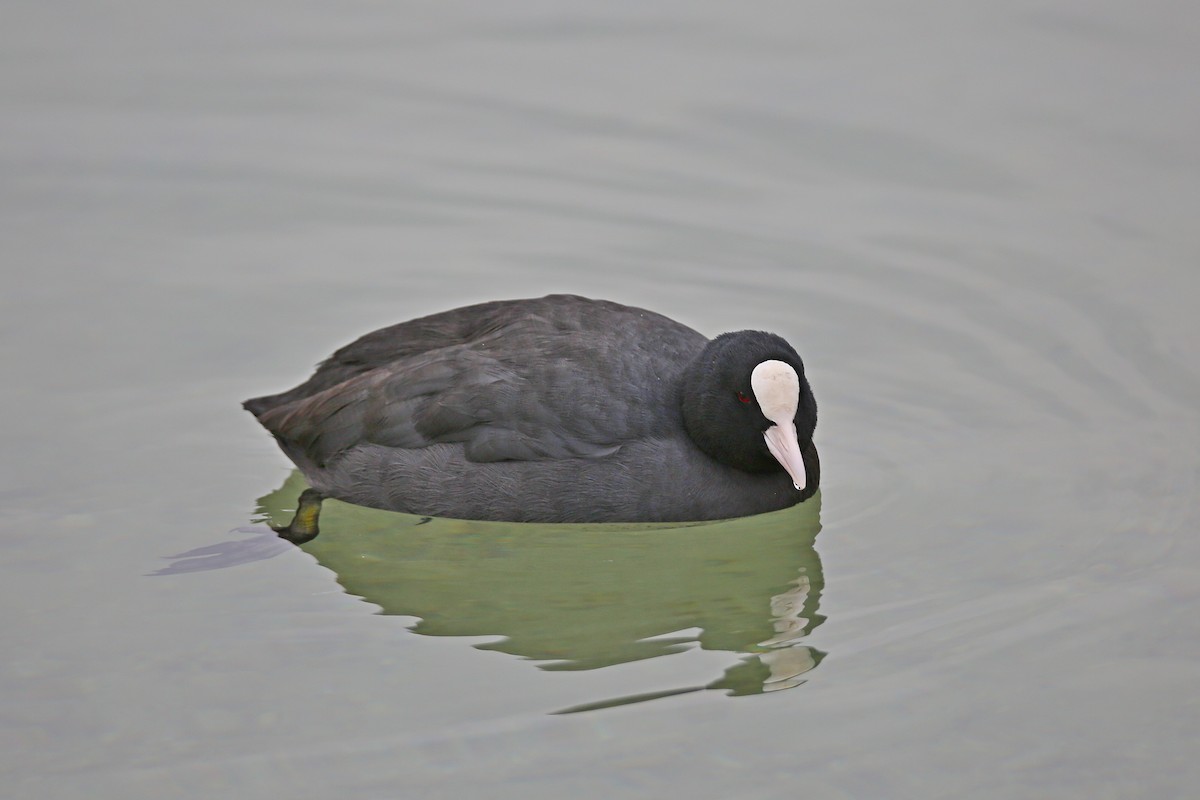 Eurasian Coot - ML289948221