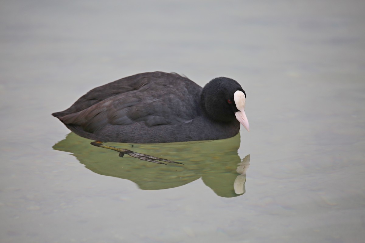 Eurasian Coot - ML289948341