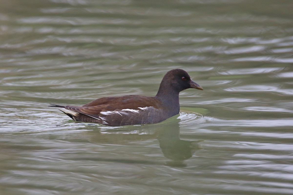 Eurasian Moorhen - ML289948381