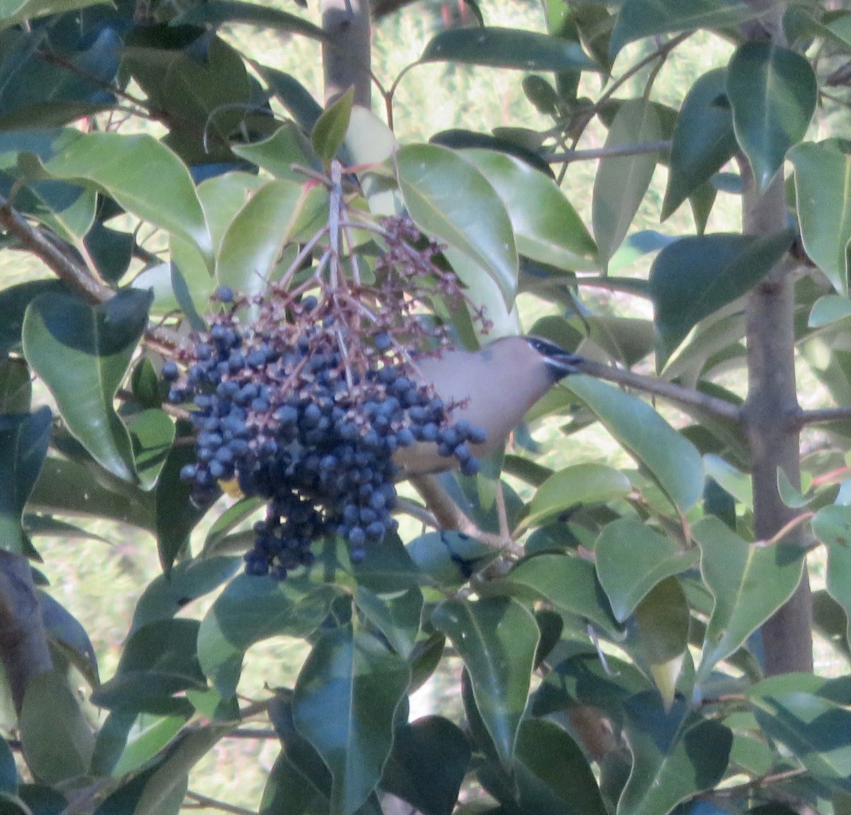 Cedar Waxwing - ML289948411