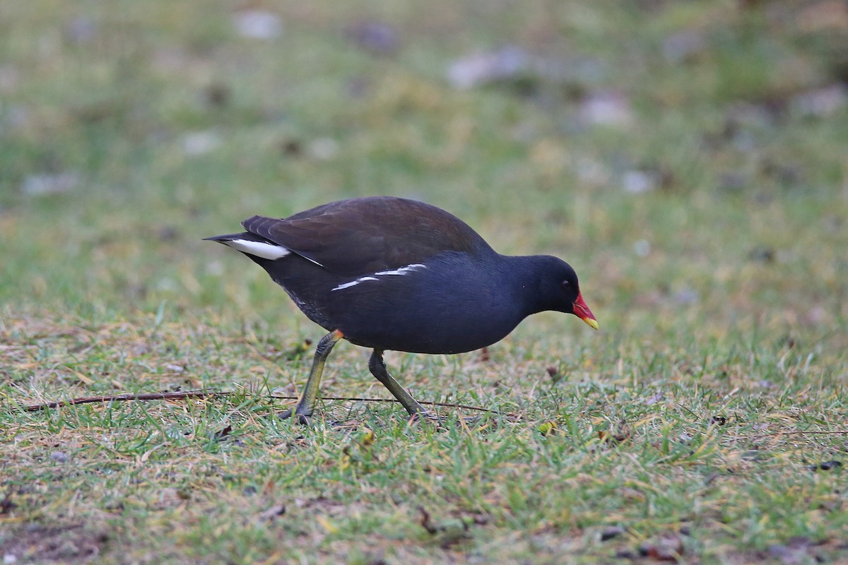 Eurasian Moorhen - ML289948421