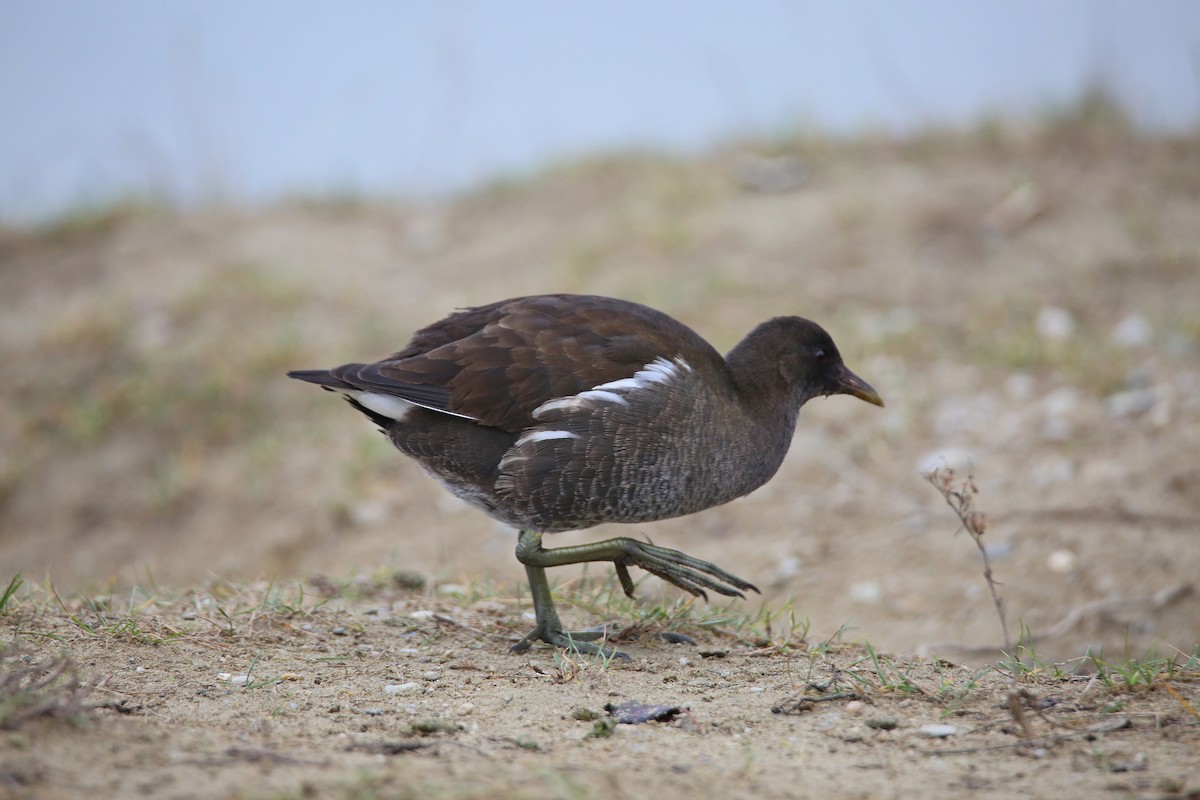 Eurasian Moorhen - ML289948581