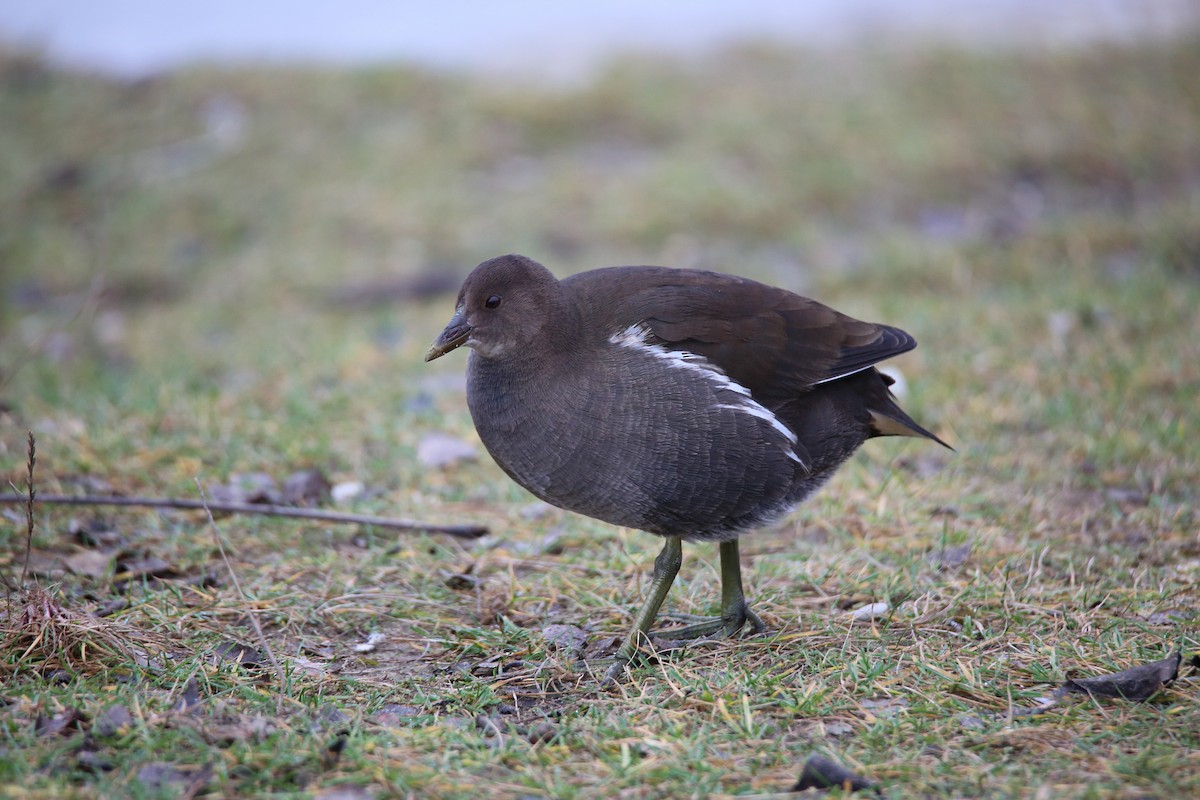 Eurasian Moorhen - ML289948591