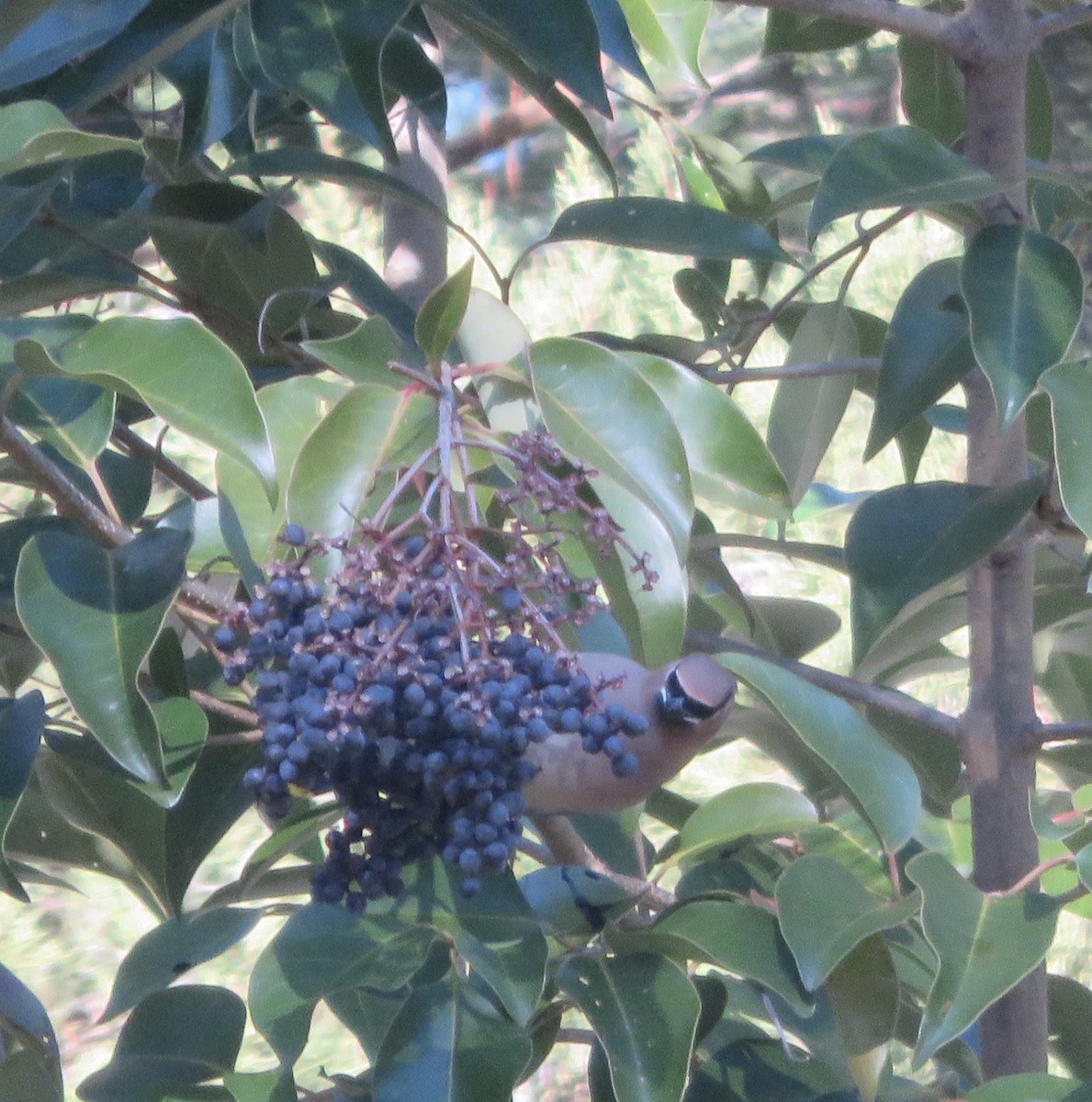 Cedar Waxwing - ML289948681