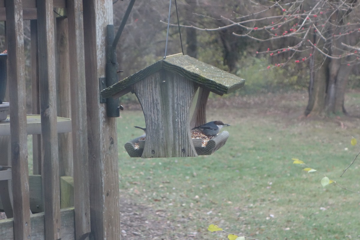 Brown-headed Nuthatch - ML289949181