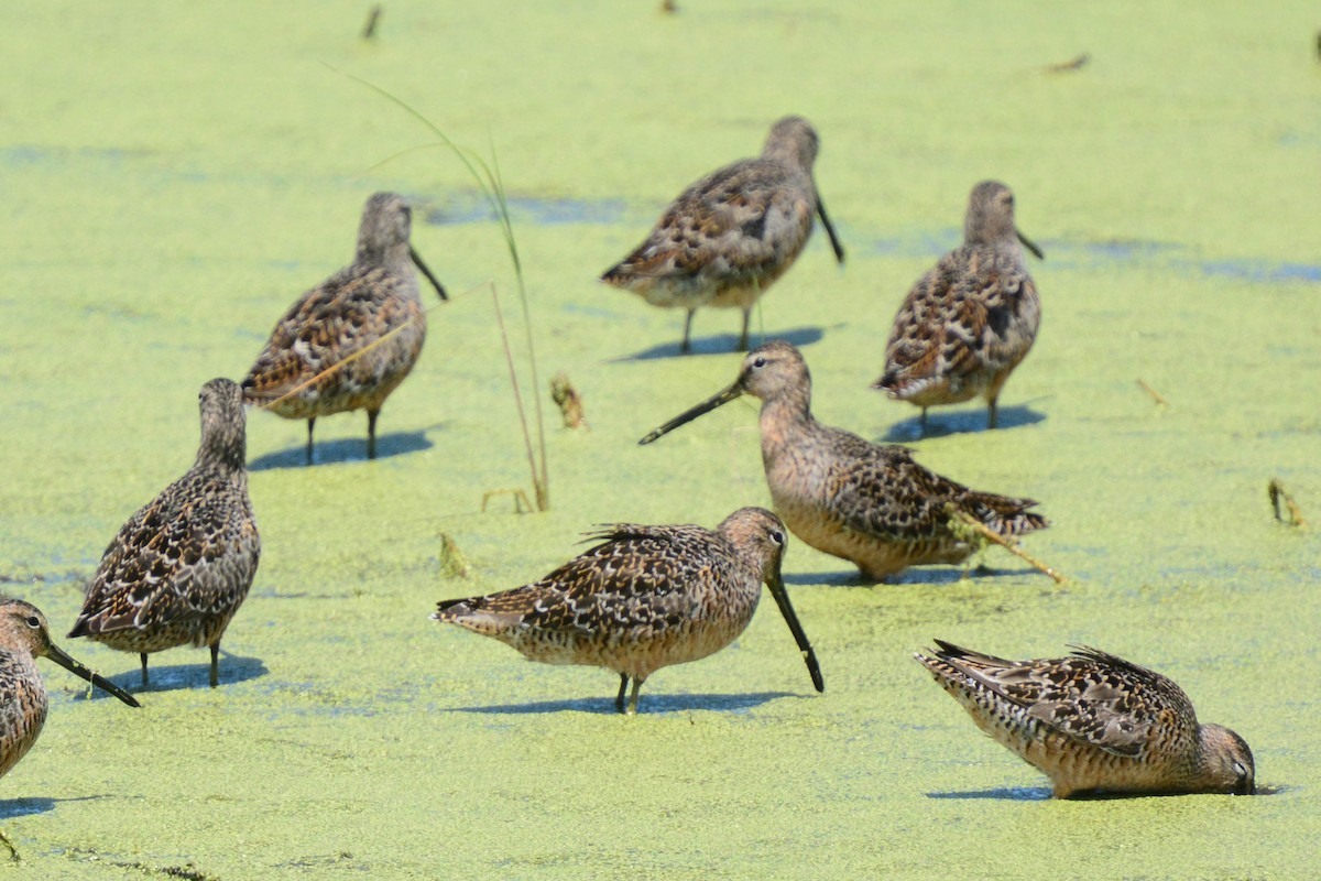 Long-billed Dowitcher - Ken&Fay Broten