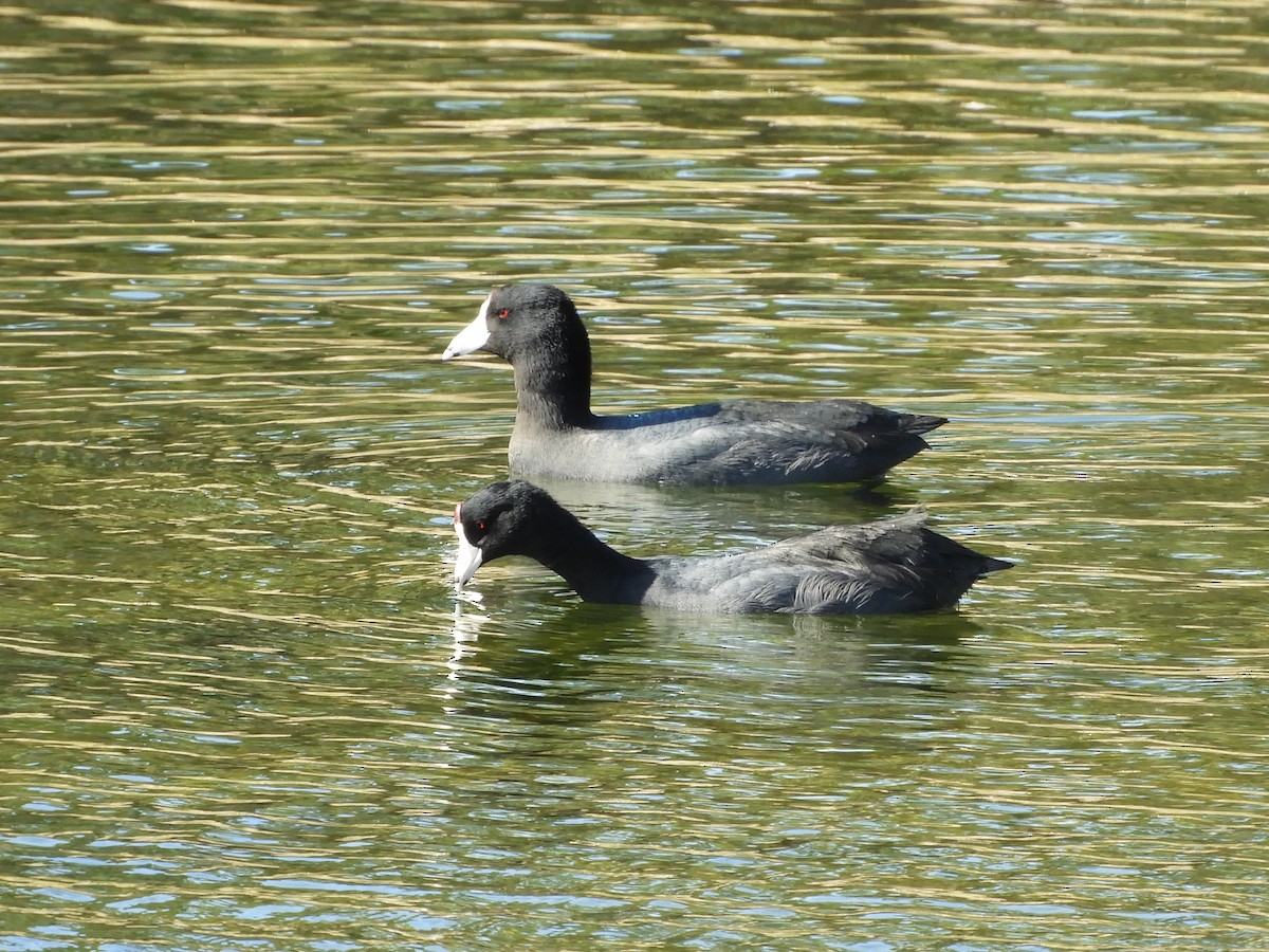 American Coot - ML289951571