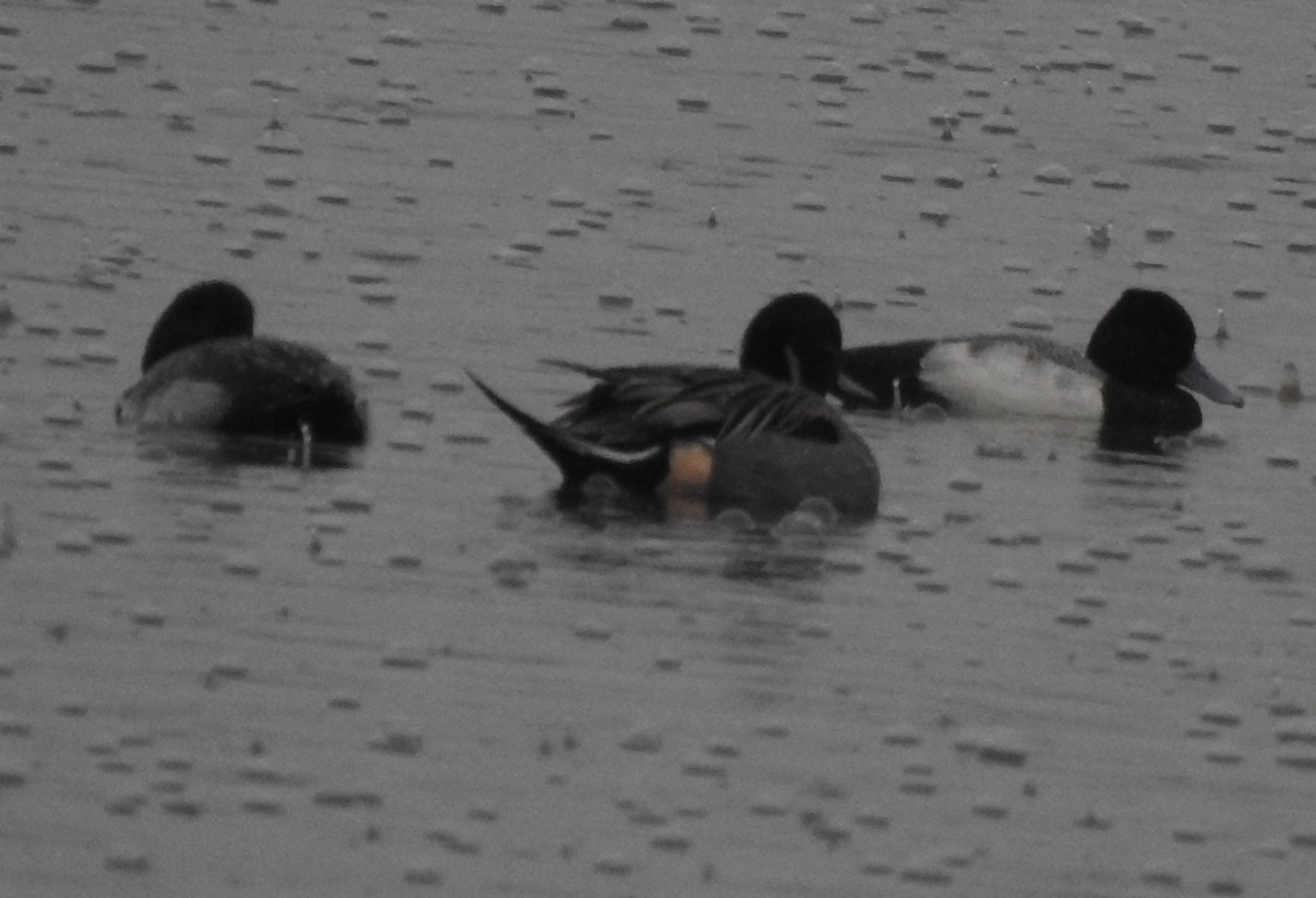 Lesser Scaup - ML289951601