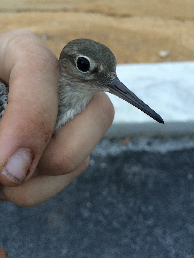 Common Sandpiper - ML289951821