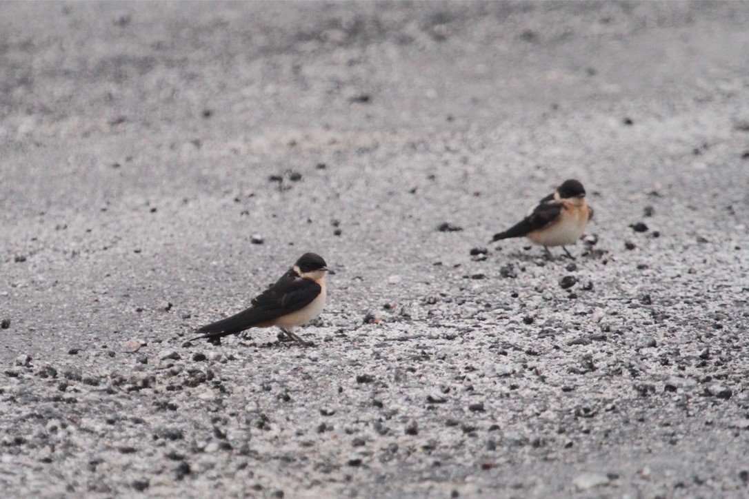 Ethiopian Swallow - ML289952091