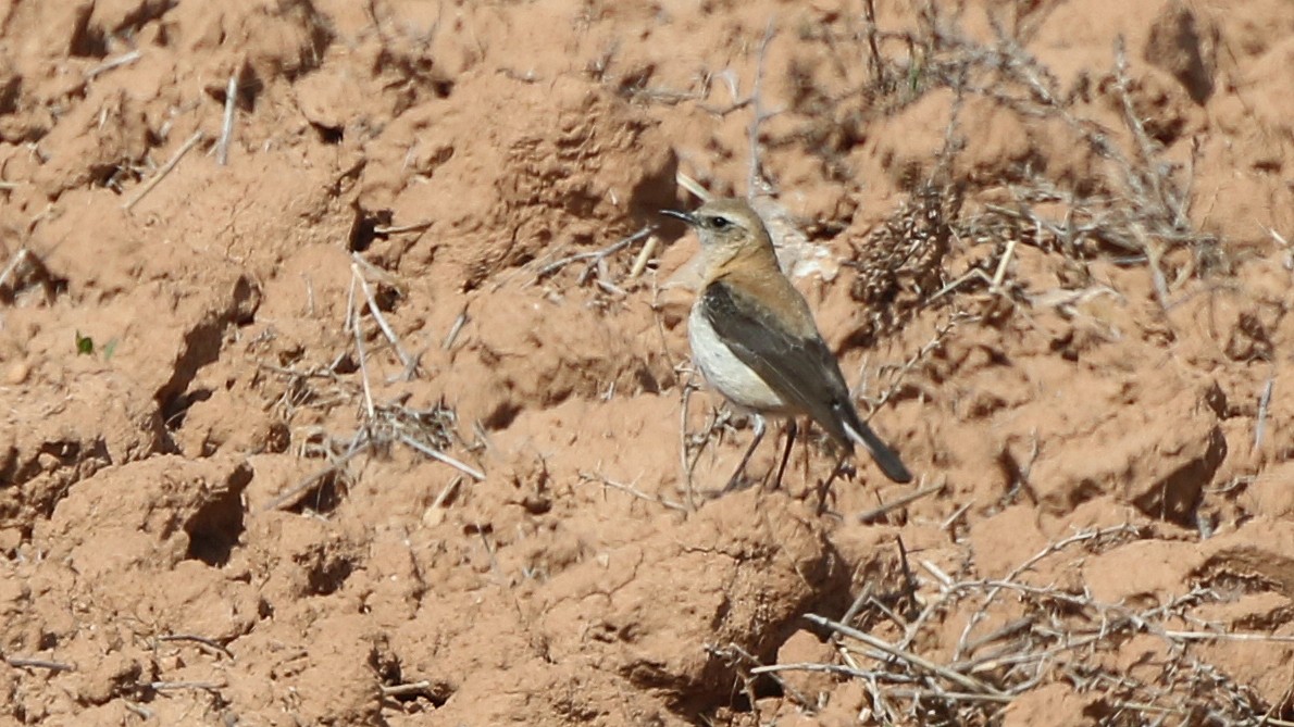 Western Black-eared Wheatear - ML28995401