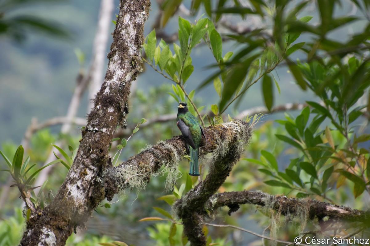 Collared Trogon - César Sánchez