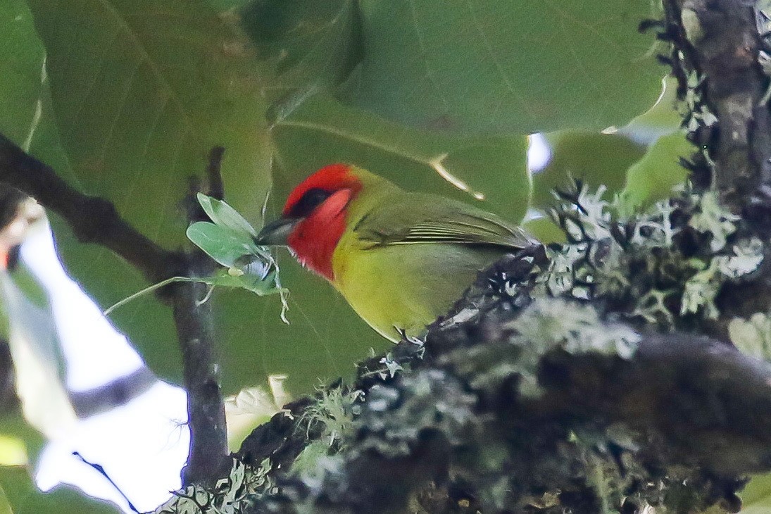 Red-headed Tanager - ML289954591