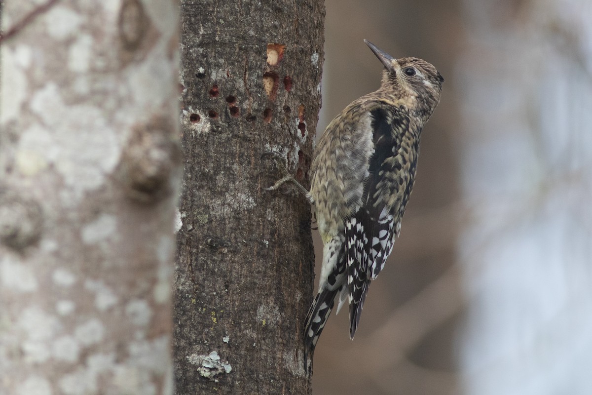 Yellow-bellied Sapsucker - ML289955081