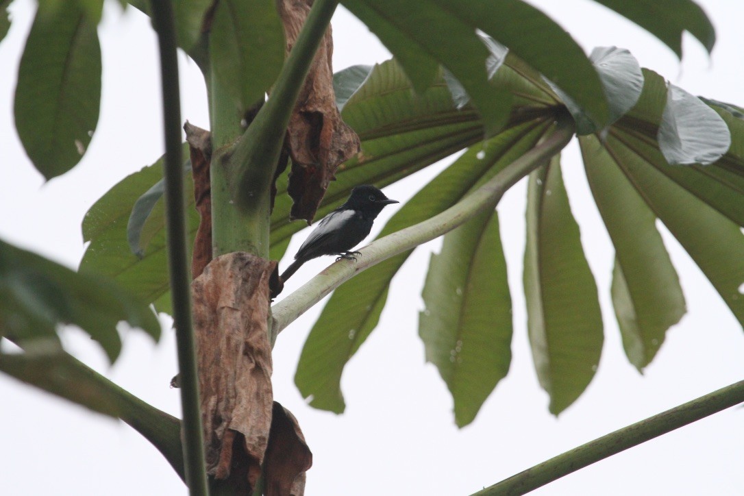 African Paradise-Flycatcher - ML289955111