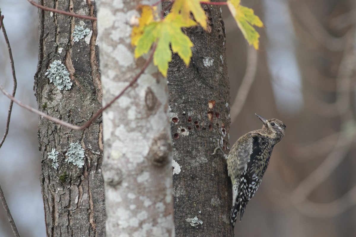 Yellow-bellied Sapsucker - Rob Fowler