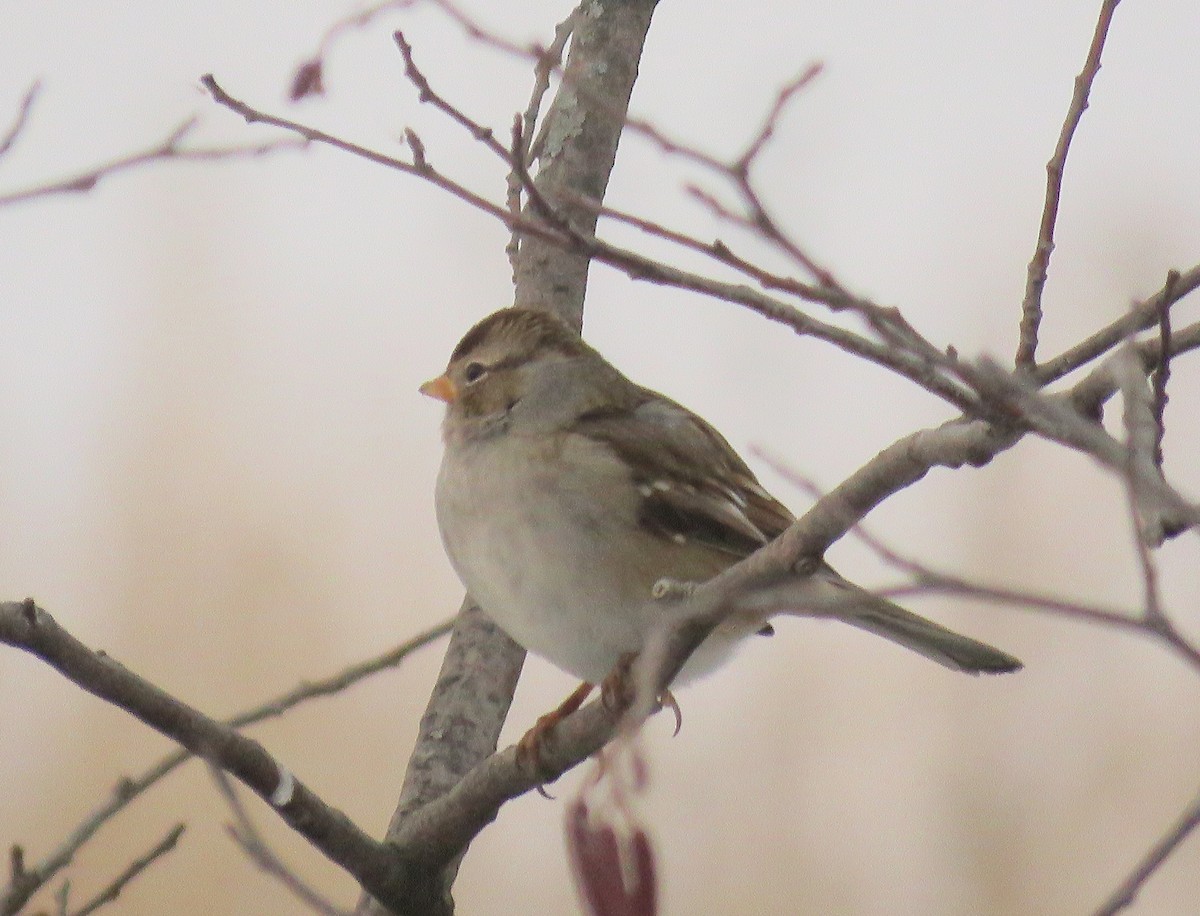 White-crowned Sparrow - ML289955861