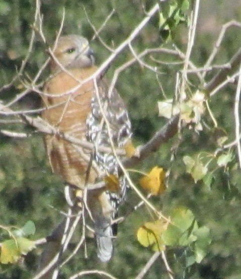 Red-shouldered Hawk - ML289955891