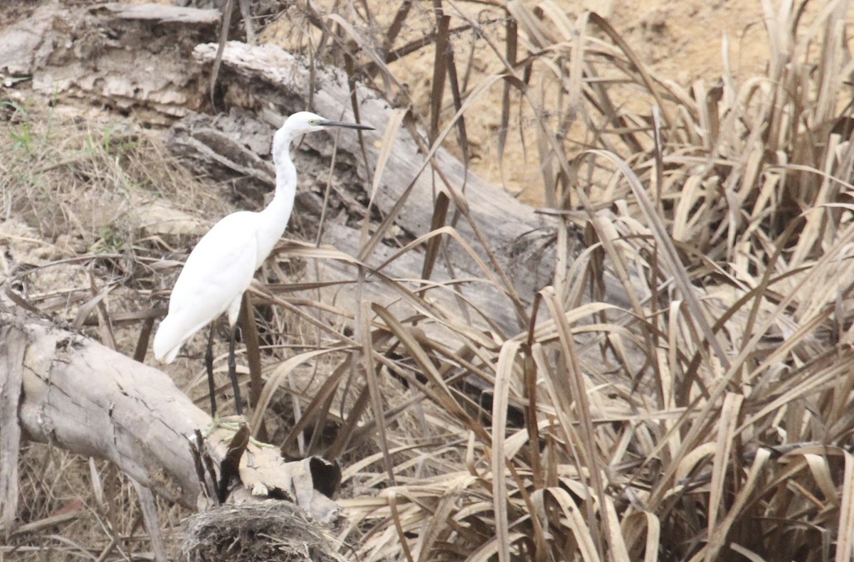 Little Egret - ML289956161