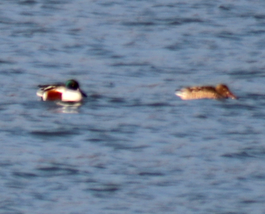 Northern Shoveler - ML289956651