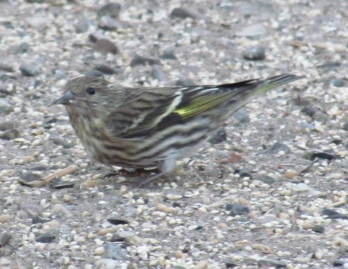 Pine Siskin - Rob Denholtz