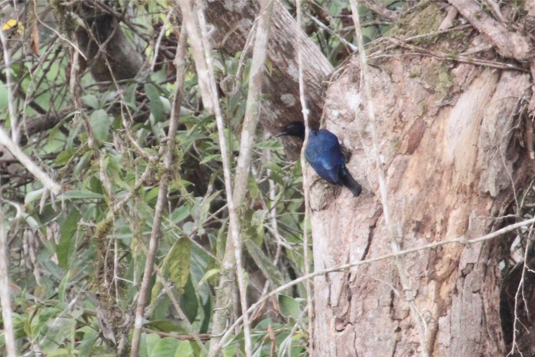 Purple-headed Starling - ML289959151