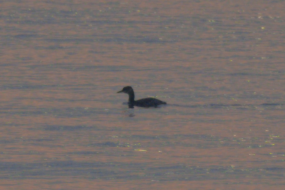 Red-necked Grebe - ML289959221