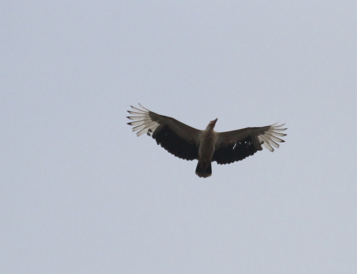 Palm-nut Vulture - ML289959241