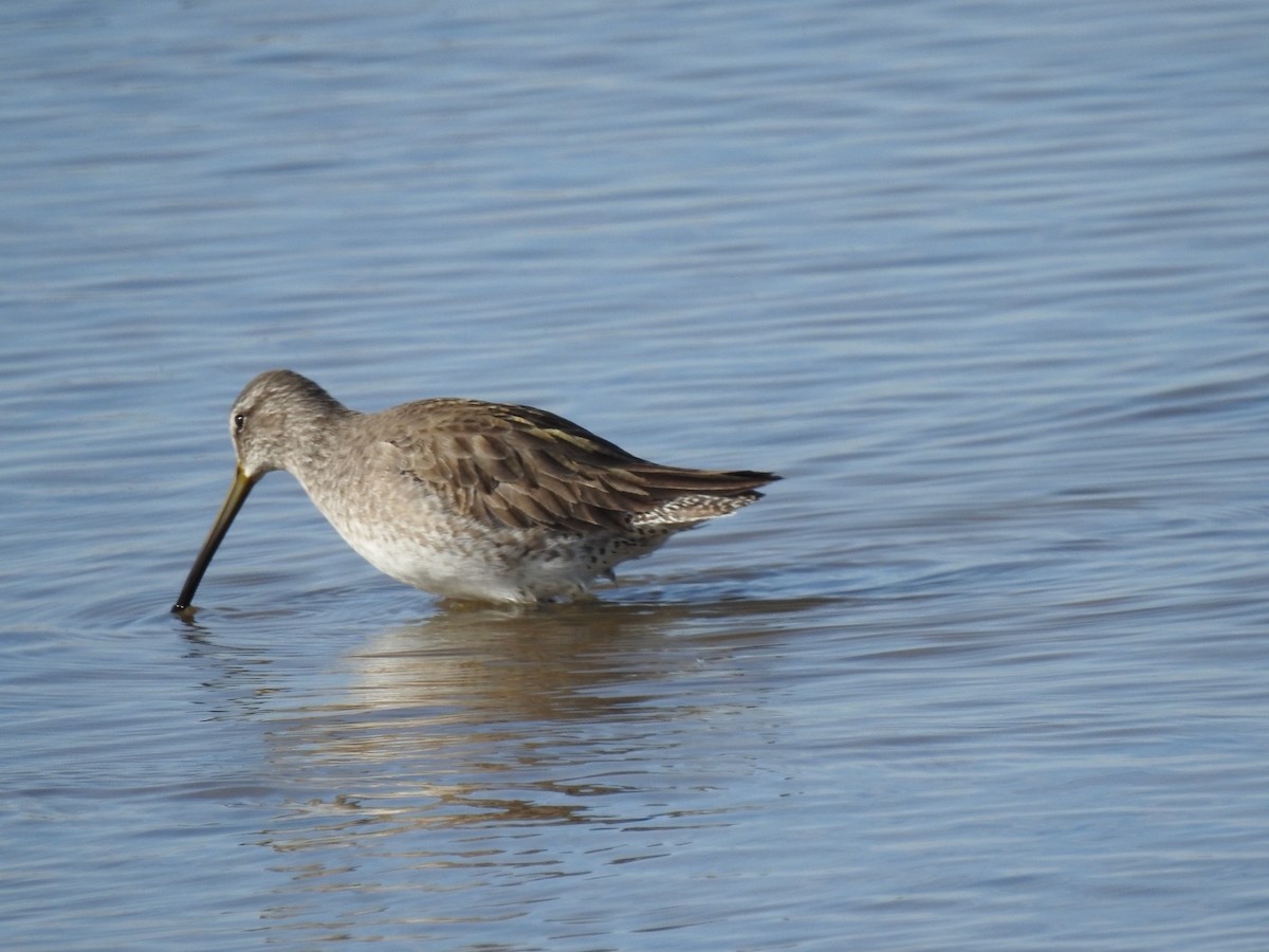 Long-billed Dowitcher - Christopher Daniels