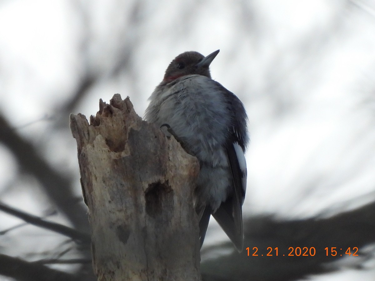 Red-headed Woodpecker - ML289961081