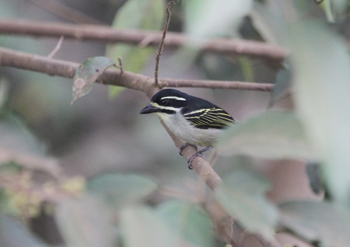 Yellow-throated Tinkerbird - ML289961951