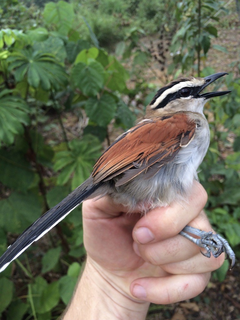 Brown-crowned Tchagra - ML289963471