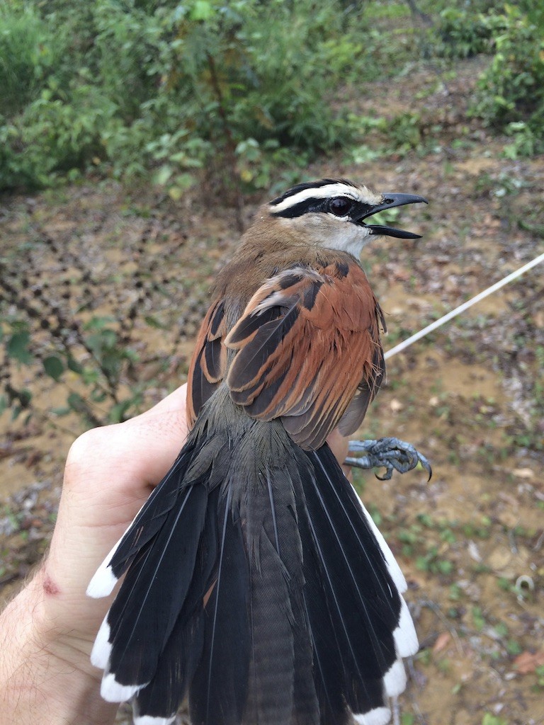 Brown-crowned Tchagra - Ryan Terrill